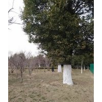 出售香樟大叶女贞,广玉兰