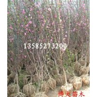 供应2--6公分美人梅、榆叶梅、珍珠梅等各种梅花