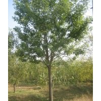 供应、各种绿化大小苗木、
