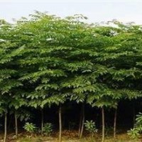 自产自销栾树价格 供应5公分6公分7公分栾树价格