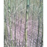 1-3公分柳树出售