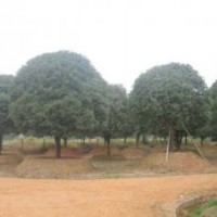 大量供应12公分全冠精品桂花树，湖南全冠桂花树，湖南桂花树价格