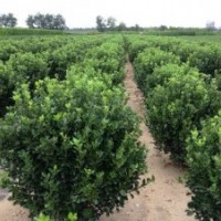 供应山东冬青球冬青苗（大叶黄杨球苗）扦插苗