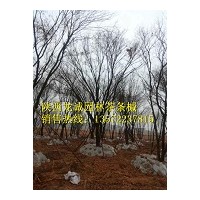 陕西龙诚园林-茶条槭 蒙古栎 五角枫等绿化苗木大量供应