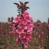 山东西府海棠成活率最高