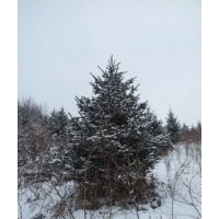 长期大量供应五角枫蒙古栎紫穗槐刺槐云杉