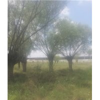 陕西省榆林市出售馒头柳旱柳旱柳馒头柳供应