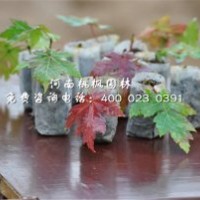 美国红枫桃枫园林优质选定出售