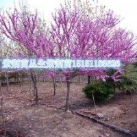 宿迁丛生紫荆工程苗3-10个分支丛生紫荆苗基地供应