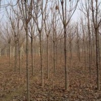 提供七叶树培育基地.现在七叶树报价.供应七叶树价格