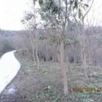 现在12公分重阳木价格精品重阳木价格重阳木产地价格