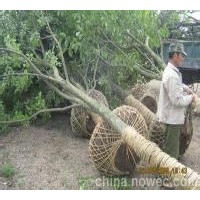 天津朴树价格云南28公分丛生朴树报价