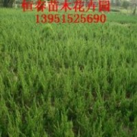 1米龙柏价格2米龙柏价格3米龙柏报价