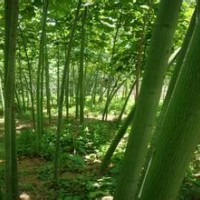 提供青桐价格南京青桐产地直销