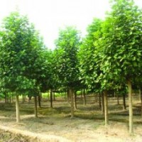 红玉兰小苗价格10公分精品红玉兰销售