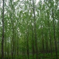 销售15公分精品意杨报价