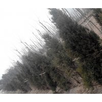 春季供应蜀桧3米-5米，价格优惠！