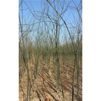 山东供应3公分国槐