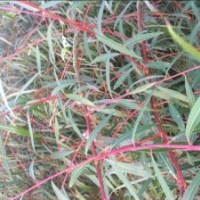 供应美国双色柳 红丝垂柳