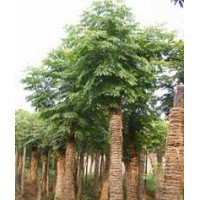 胸径20公分精品骨架栾树,22公分移栽栾树,裸根栾树移栽