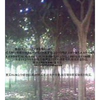 低价出售1米高处直径3至12公分桂花树