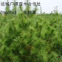 2米以上油松大量低价出售、大量油松供应