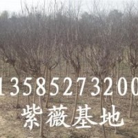 大量供应紫薇2-3-4-5公分红花紫薇、紫薇价格