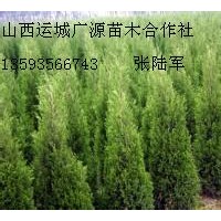 2、3米蜀侩大量低价出售、大量蜀侩低价供应