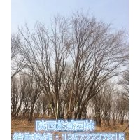陕西茶条槭,国槐,蒙古栎