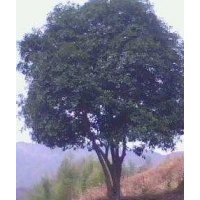 供应优质湖南移植桂花树，丛生桂花树，品质保证