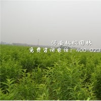 河南桃枫园林龙柱碧桃优质优选特供优惠