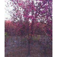供应北美海棠，西府海棠，海棠，各规格全