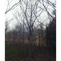 供应枫香，复叶槭，国槐，各规格全