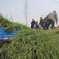 垂柳产地价格为现在垂柳小苗价格.当年垂柳小苗价格