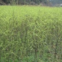 苗圃大量供应3-15公分垂柳价格江苏垂柳产地