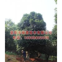 供应桂花树，湖南桂花，50公分桂花(图)