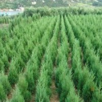 供应各种规格白皮松