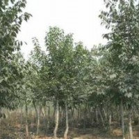 现在15公分杜仲价格提供杜仲树产地.提供杜仲树报价