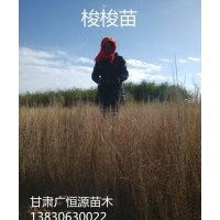 供应优质梭树苗 一炷香苗 高度30-70公分 无病虫害梭梭