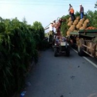 雪松小苗价格南京精品雪松出售