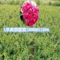 2015年最新紫薇小苗价格1米高红火箭紫薇苗批发销售