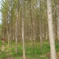 南京当前15公分意杨报价精品意杨出售