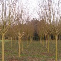 南京百日红基地10公分精品销售