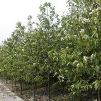 6公分含笑报价南京含笑基地