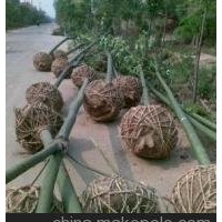 最新青桐价格 供应8公分10公分青桐价格