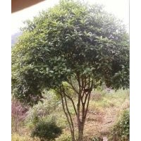 大量供应25-30公分大型桂花树，原生桂花树，移栽桂花树