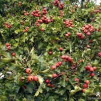 3公分山楂树 8公分山楂树 20公分山楂树