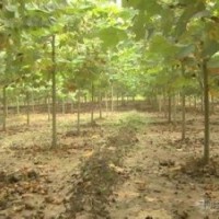 山东4公分5公分6公分梧桐树