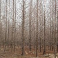 精品5公分3公分水杉价格 水杉产地