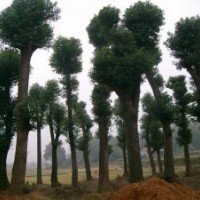供应益阳30公分野生香樟树，35公分骨架香樟，骨架香樟价格